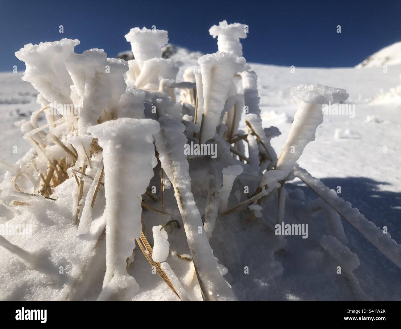 Fiori di ghiaccio alpin Foto Stock