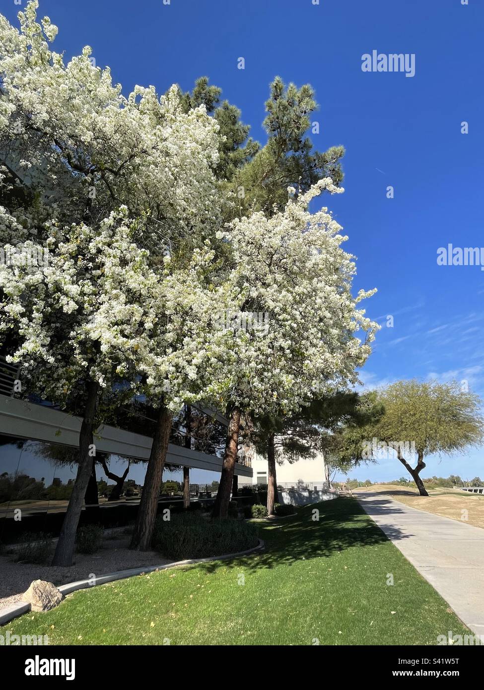 Susina di ciliegia fluente contrasto con pini e alberi di Mesquite, linee convergenti, cielo blu brillante, Scottsdale, Arizona Foto Stock
