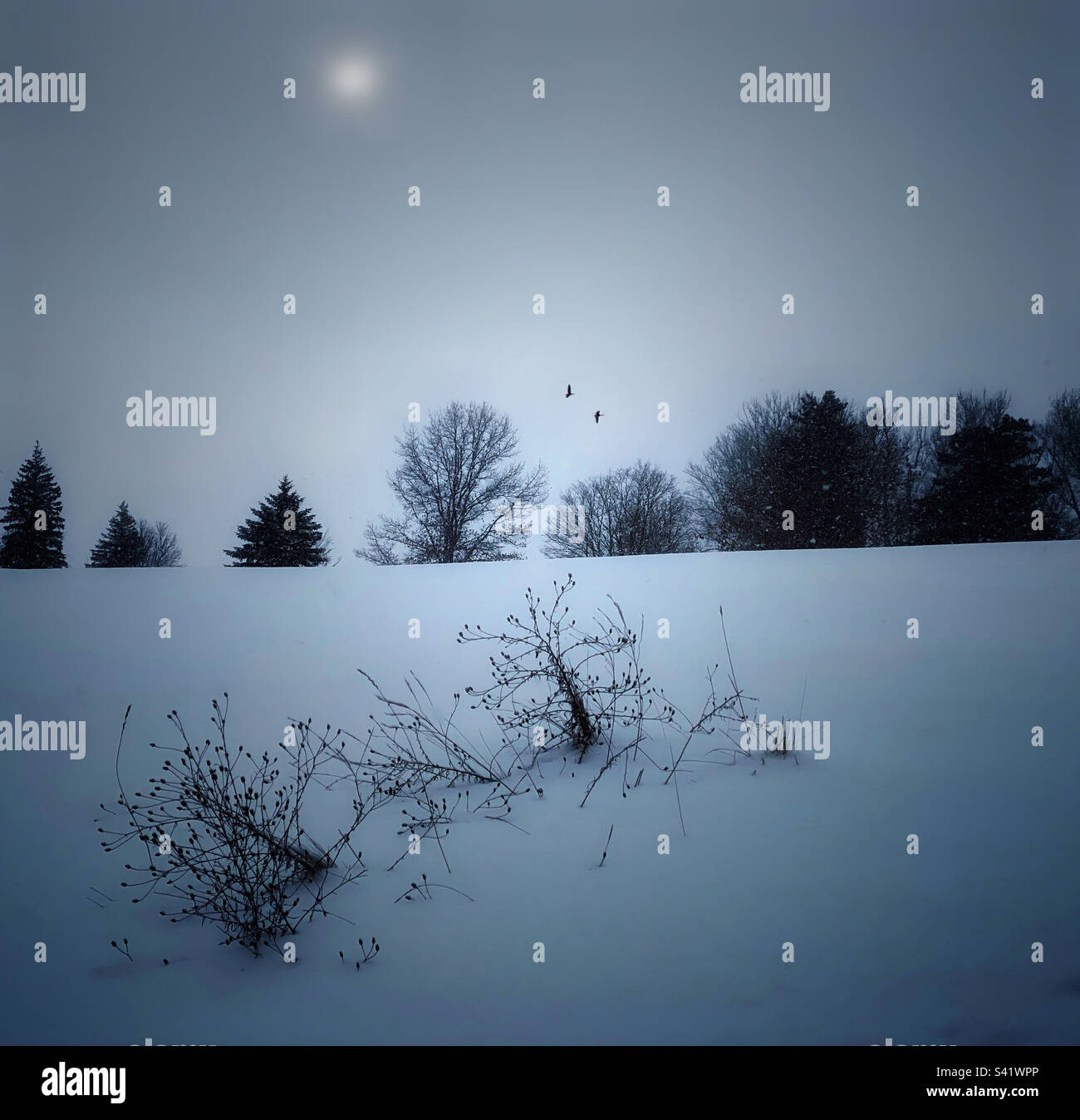 Due uccelli che volano su un paesaggio invernale - Immagine stock catturata con smartphone