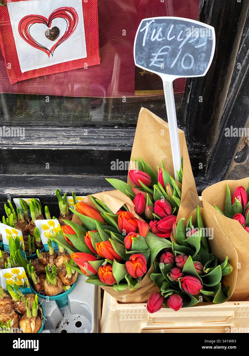 Germogli di bulbi di narcissus daffodil in pentole e grappoli di tulipani rossi e rosa fioriti in vendita al fioraio Foto Stock