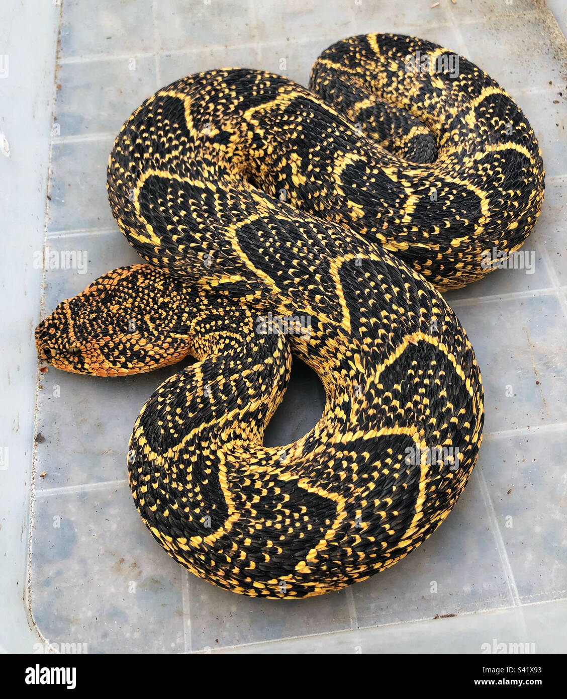 Un soffio sudafricano aggiunto contenuto in un contenitore di plastica - questo serpente è stato riposizionato lontano da una popolare area per camminare con i cani nel Somerset West - Immagine stock catturata con smartphone
