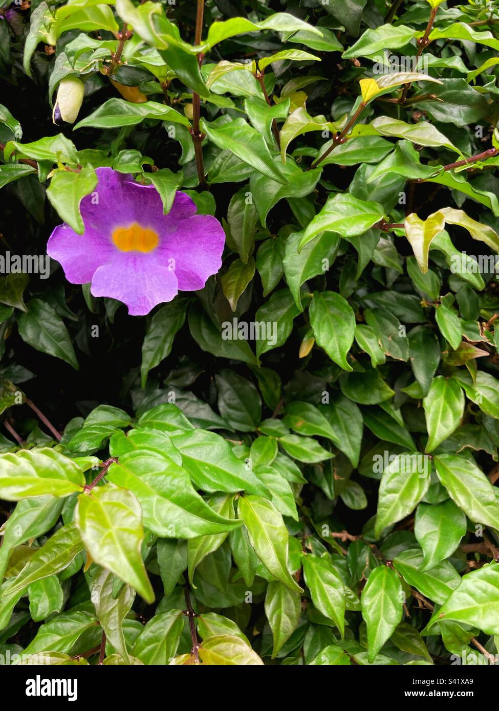 Il fiore in un giardino con piante verdi. Foto Stock