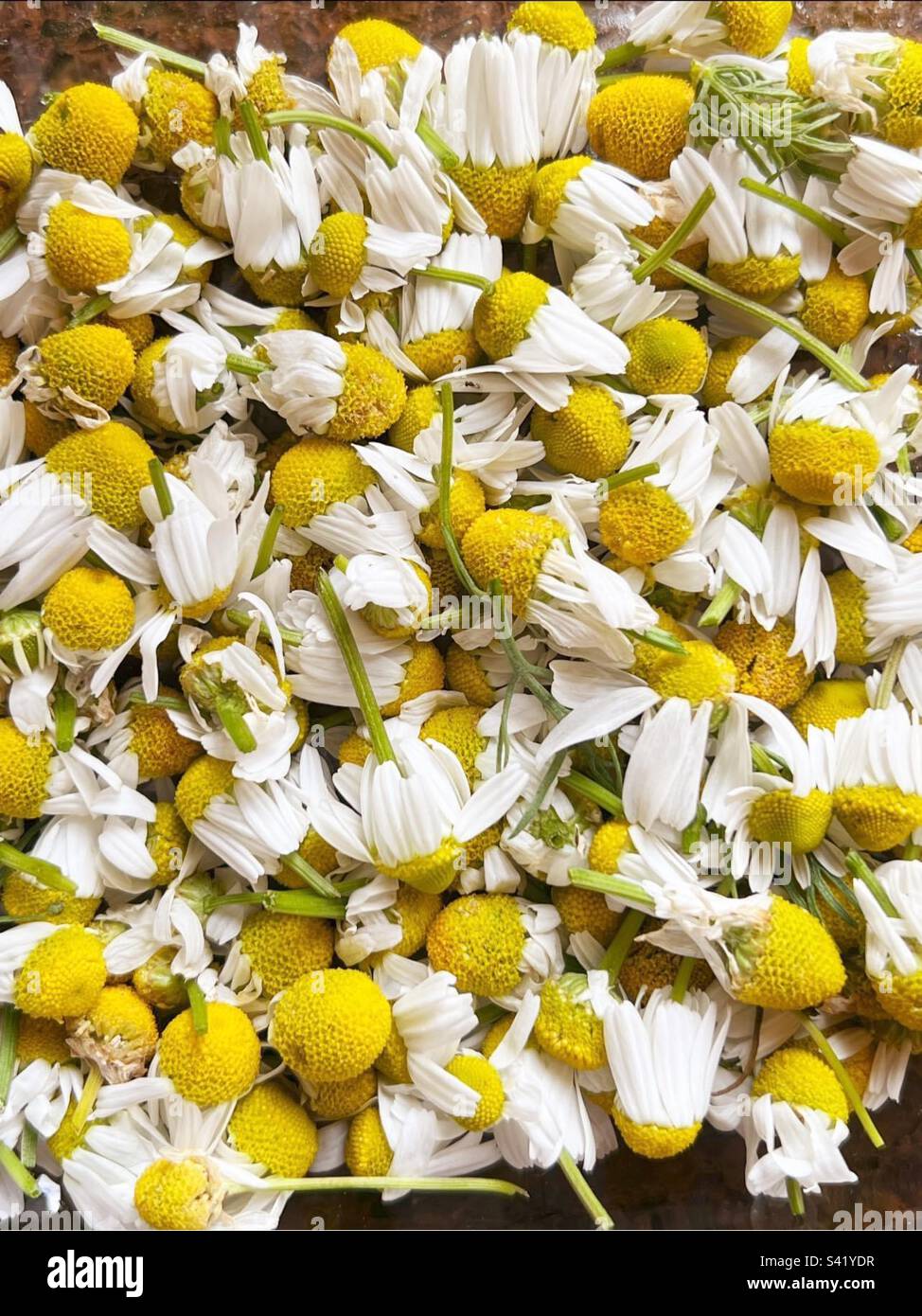 I fiori di camomilla - Immagine stock catturata con smartphone