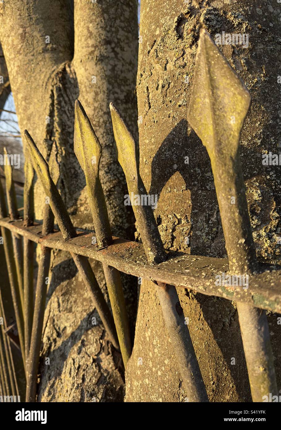 I punti di lancia ricoperti di lichene di una vecchia recinzione di ferro distorta da un albero adiacente. Foto Stock