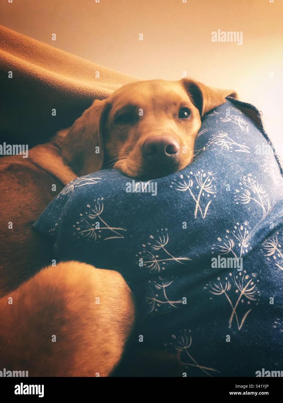 Cucciolo carino Labrador Retriever guardando la macchina fotografica su un comodo cuscino in una casa interna - Immagine stock catturata con smartphone