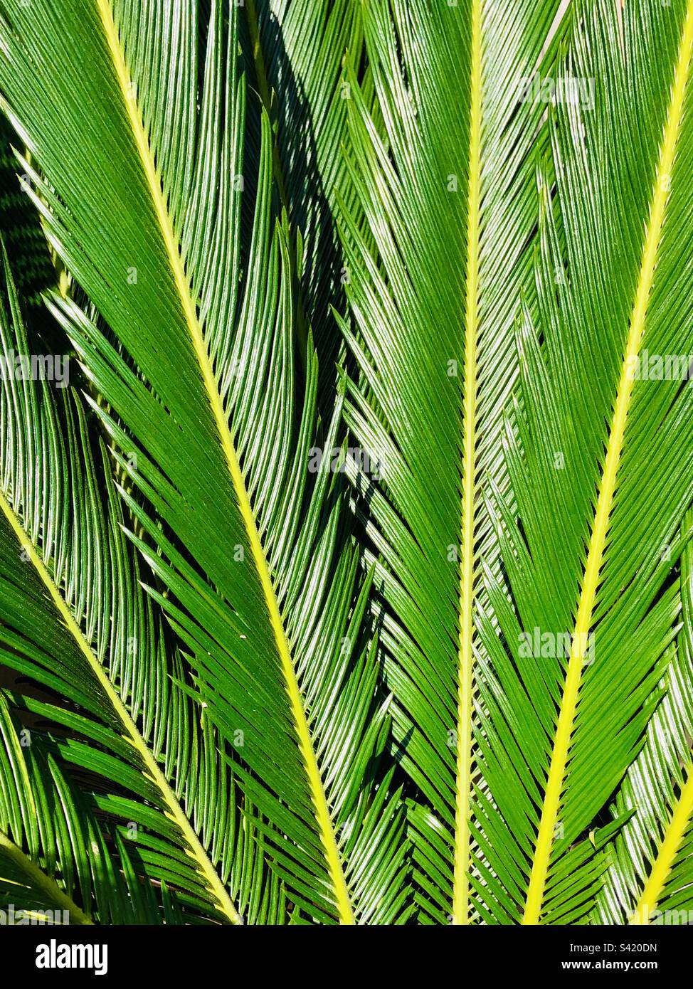 Primo piano con le facciate delle palme Foto Stock