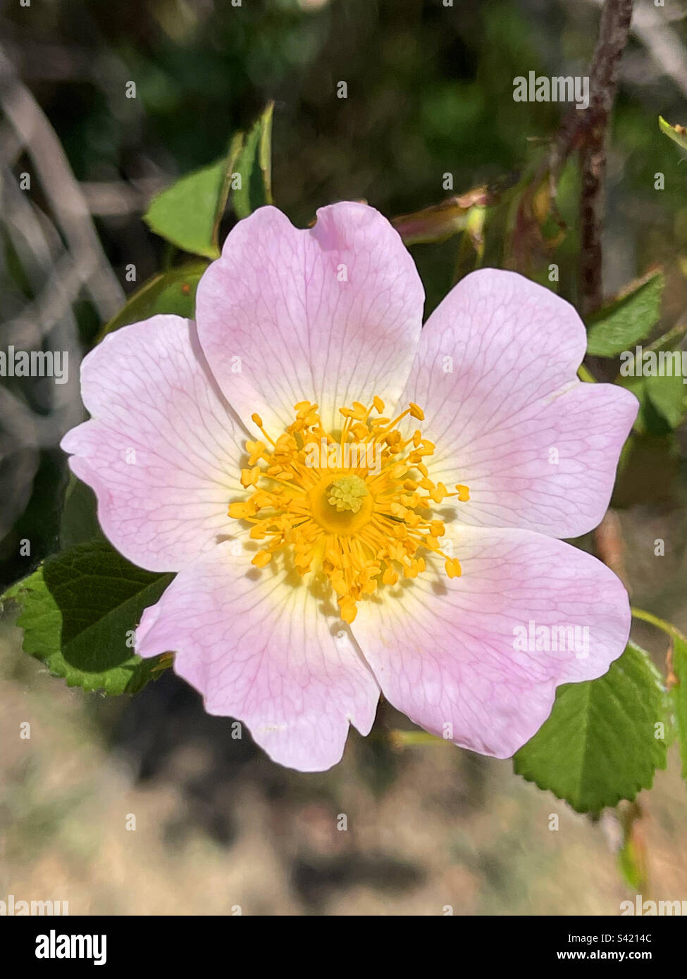 Wild Rose fiore Foto Stock