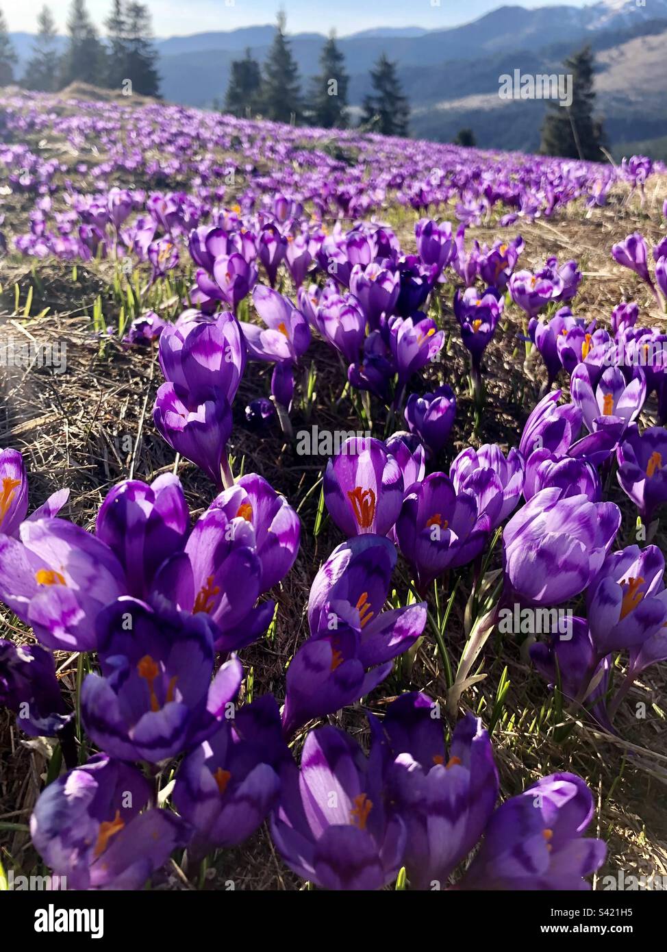 Viola del mare Foto Stock