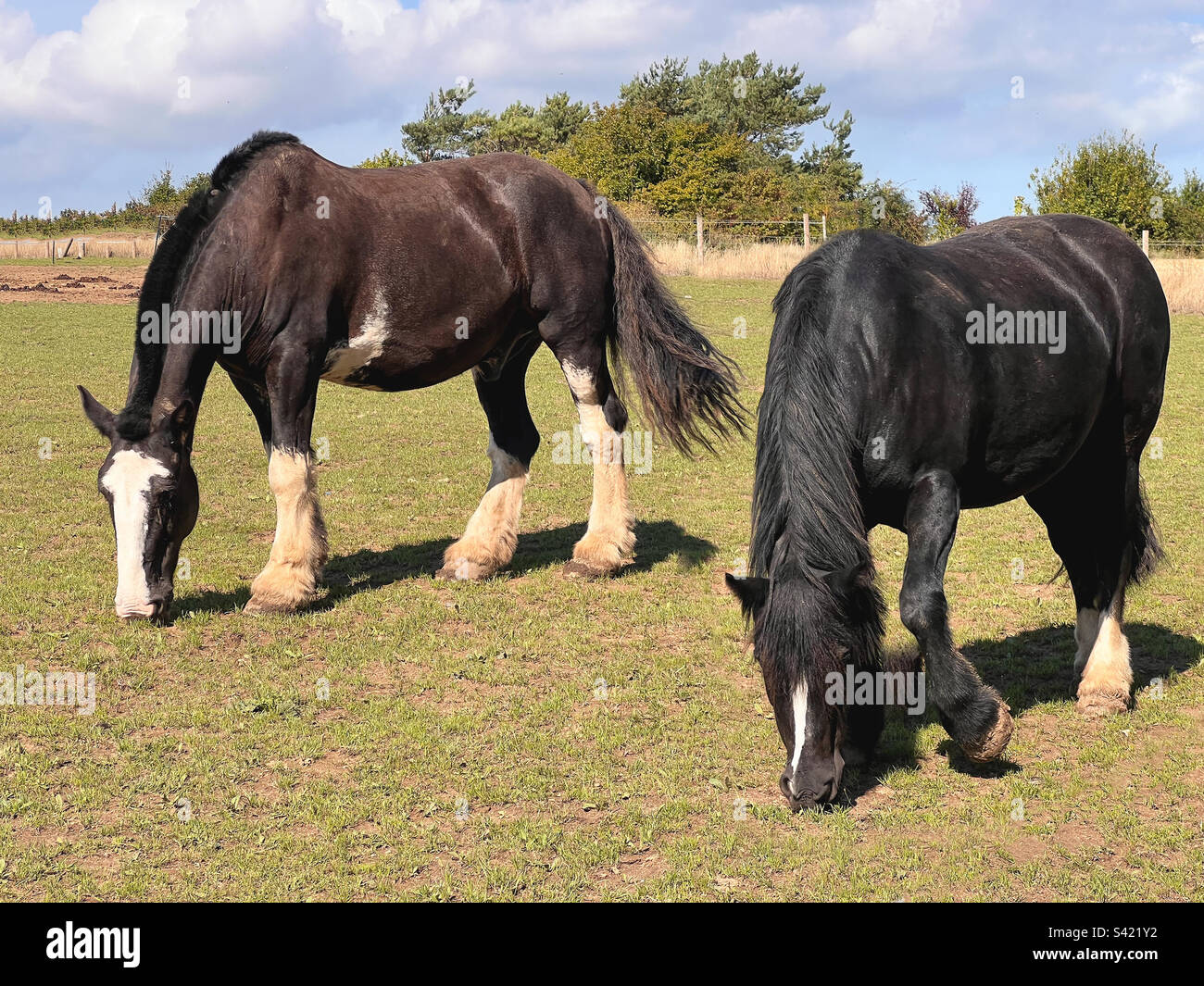 Due grandi cavalli in un campo. Foto Stock