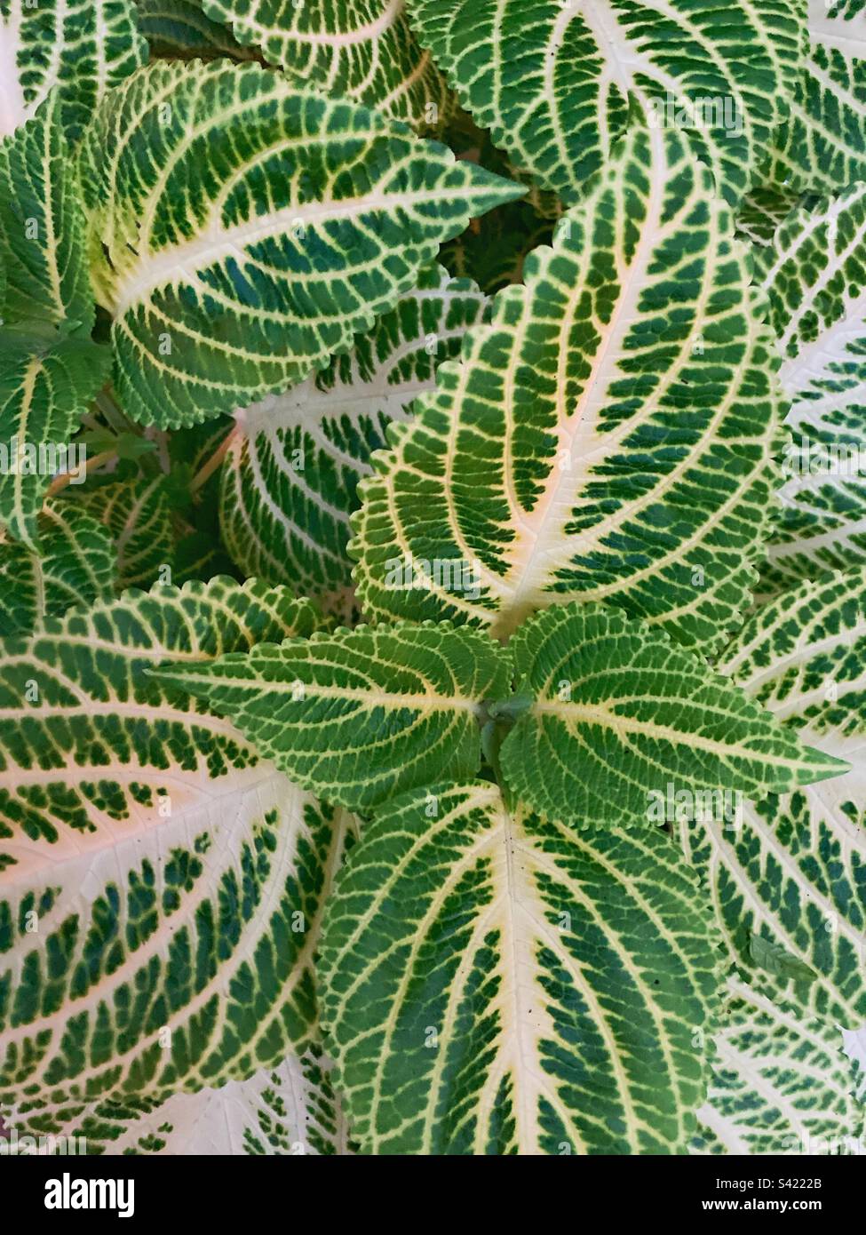 Foglie verdi nel giardino natura Foto Stock