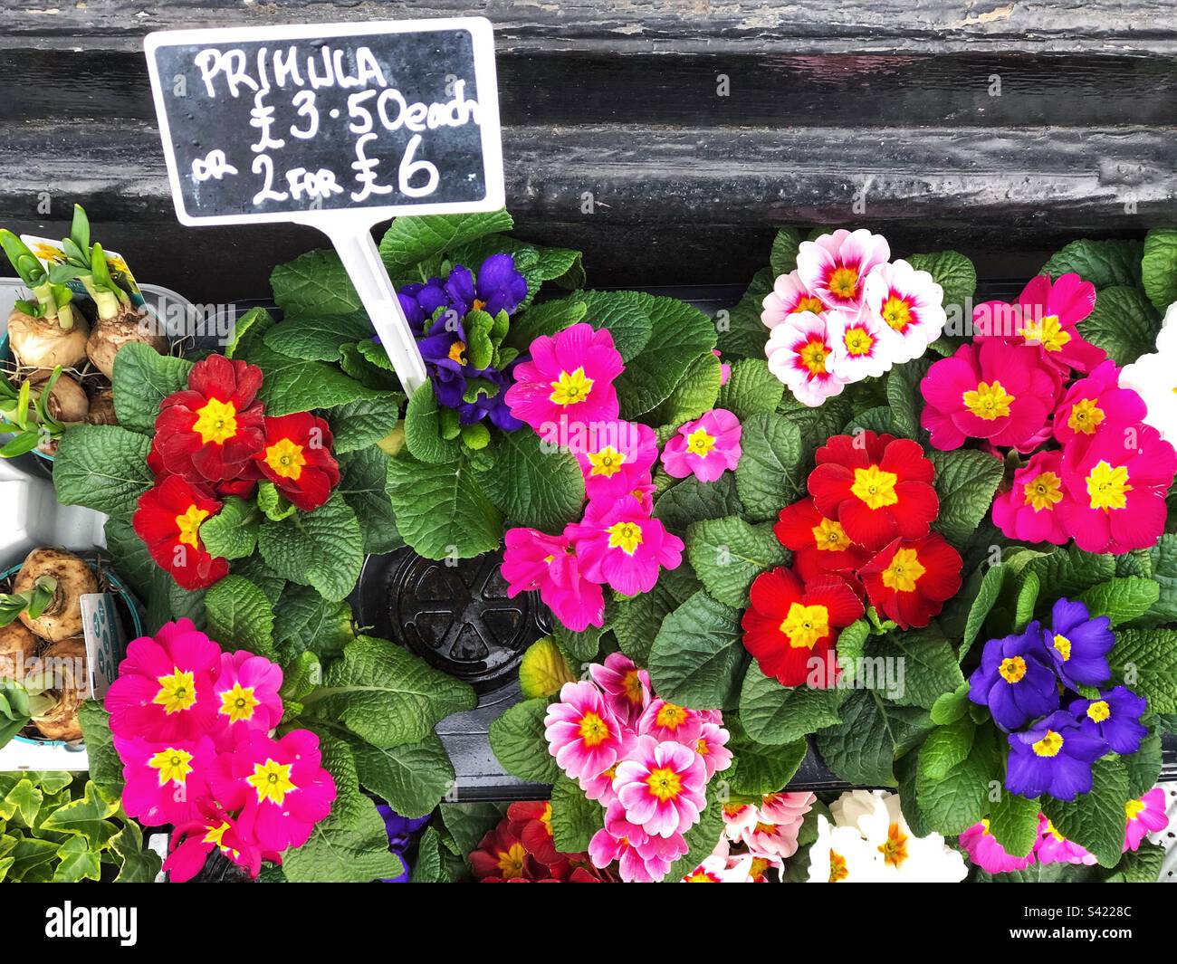 Selezione di vasi Primulaceae Primula in vendita al fioraio con varietà di fiori rossi, rosa e viola - Immagine stock catturata con smartphone