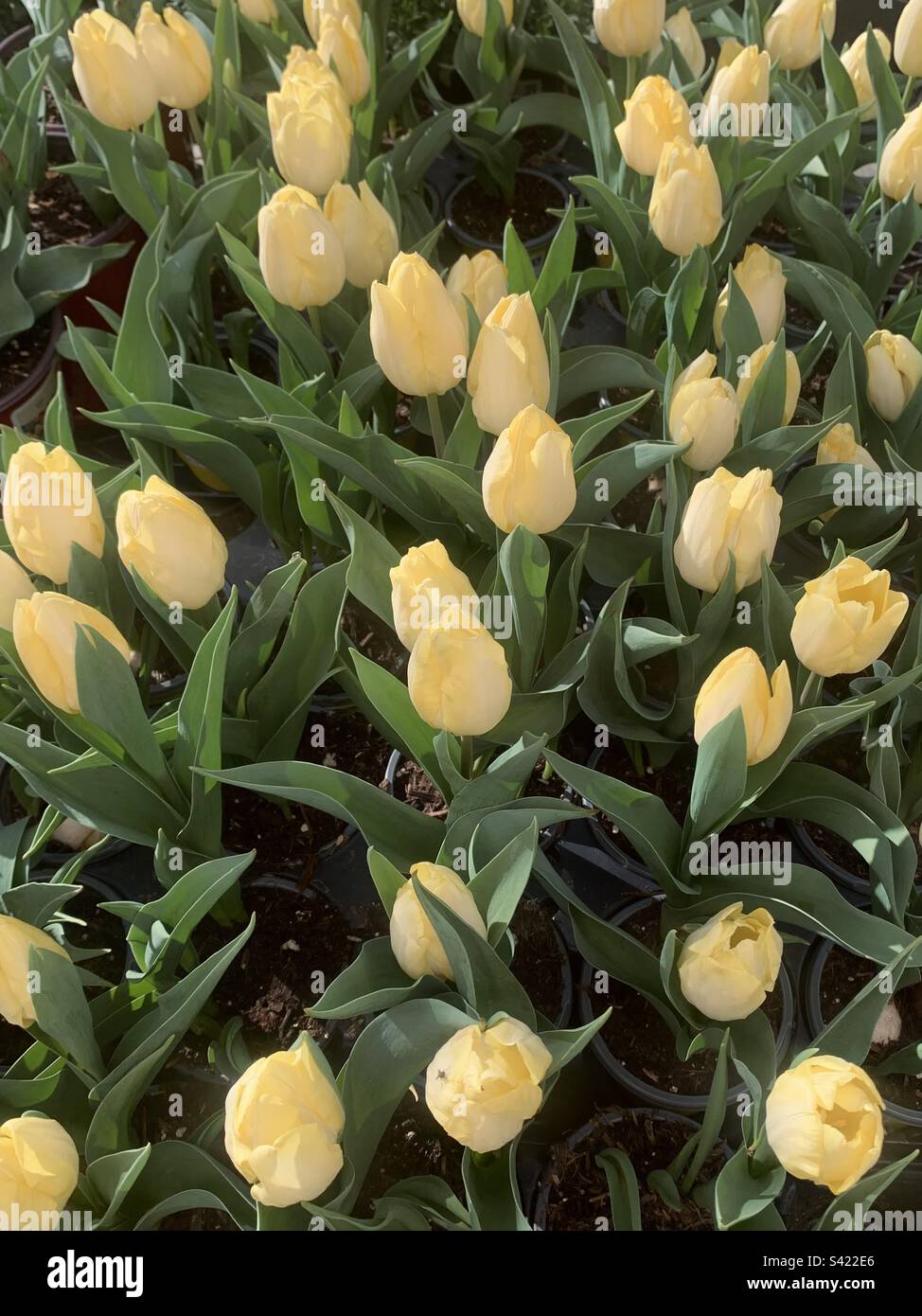 Tulipani gialli Foto Stock