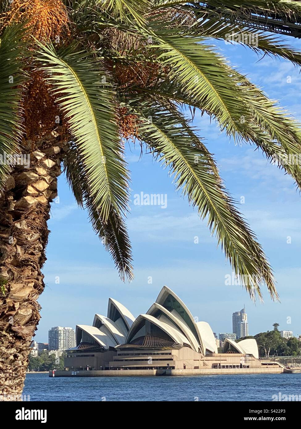 Palme che incorniciano la Sydney Opera House, Australia Foto Stock