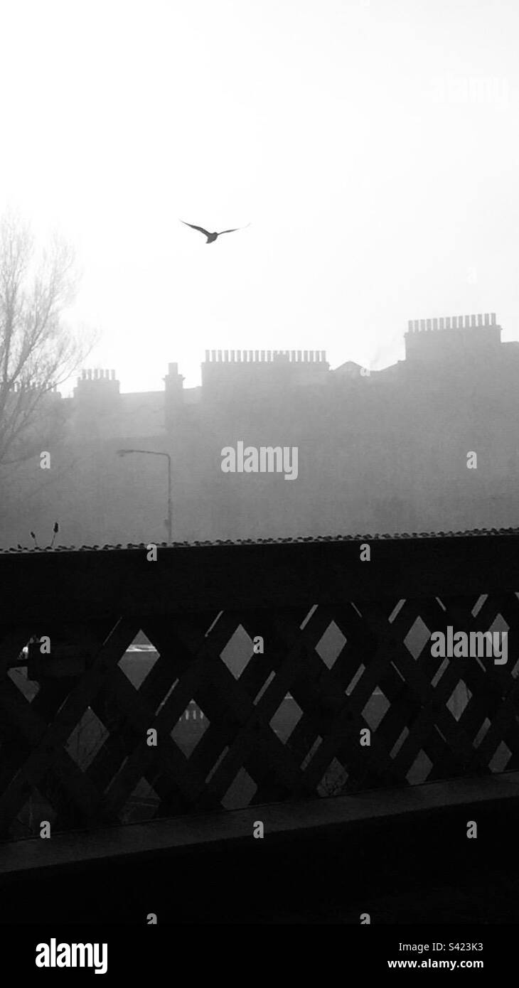 Uccello dalla nebbia Foto Stock