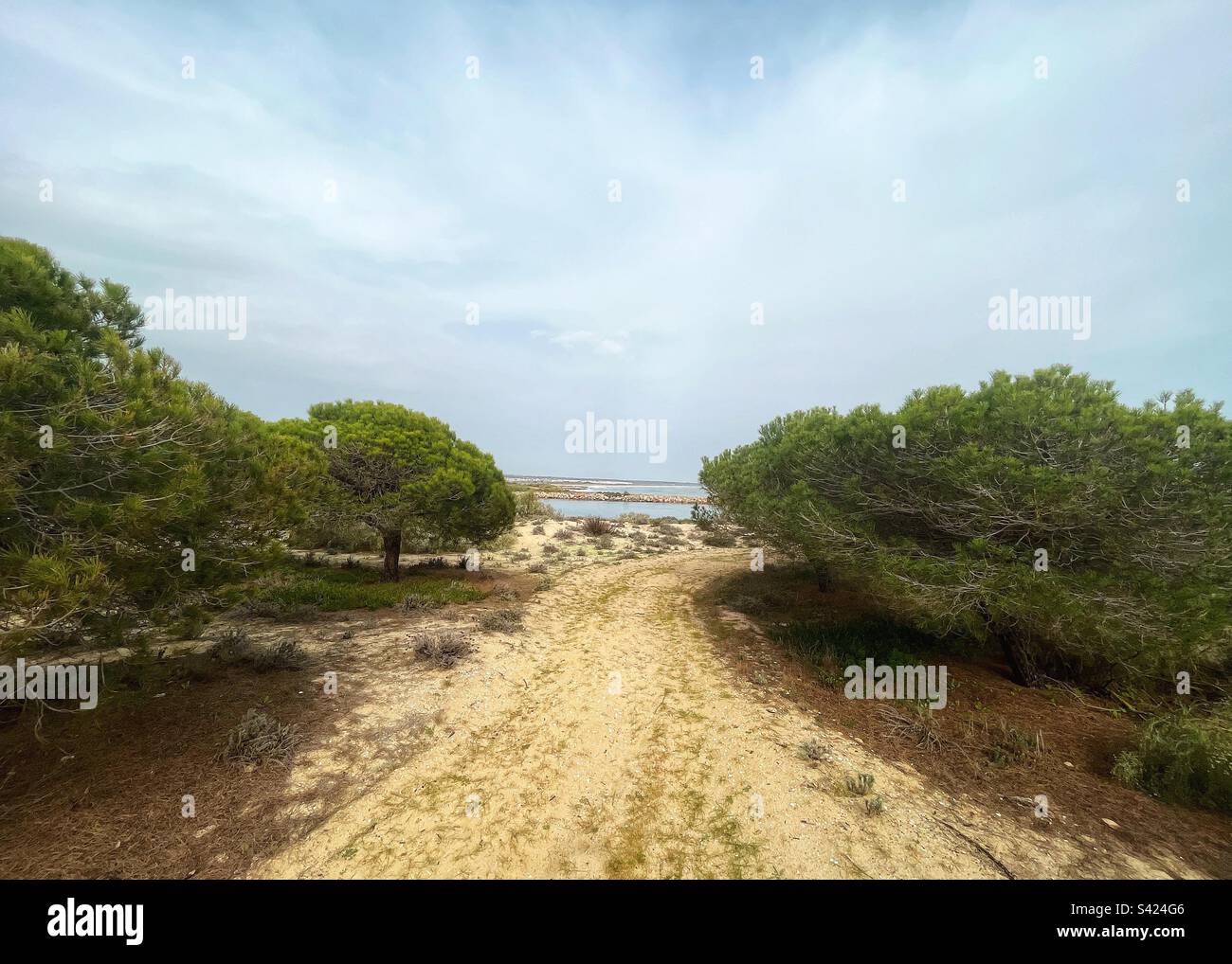 Pinus pinea, alberi di pino di pietra o ombrello sulla Ilha de Tavira un'isola sulla costa portoghese - una delle barre di sabbia nel parco nazionale di Ria Formosa - Immagine stock catturata con smartphone