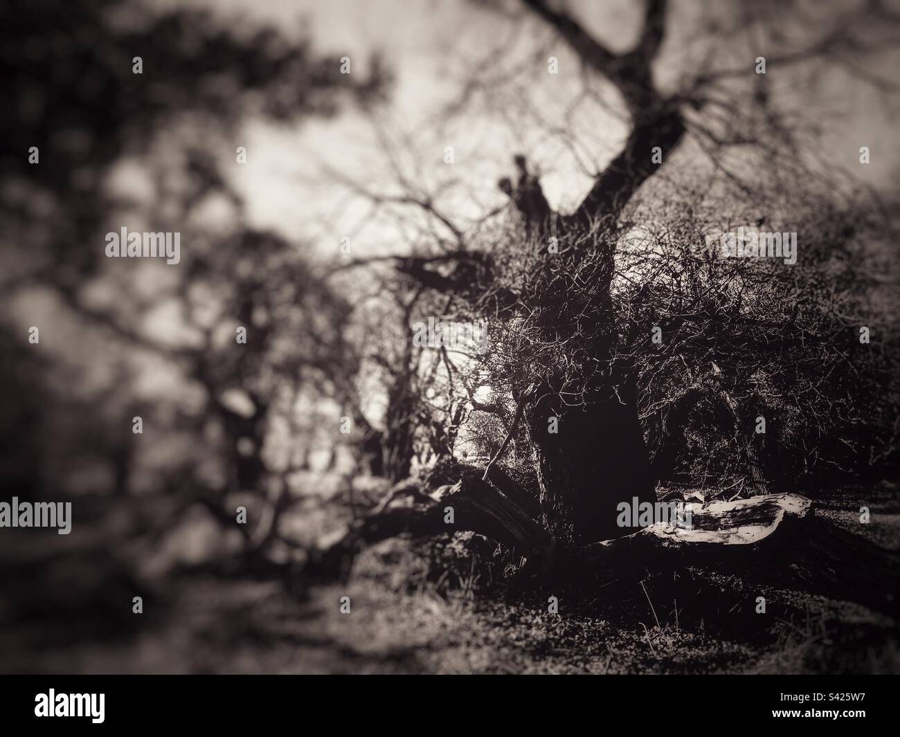 Quercia di 500 anni Staverton Suffolk Inghilterra Foto Stock