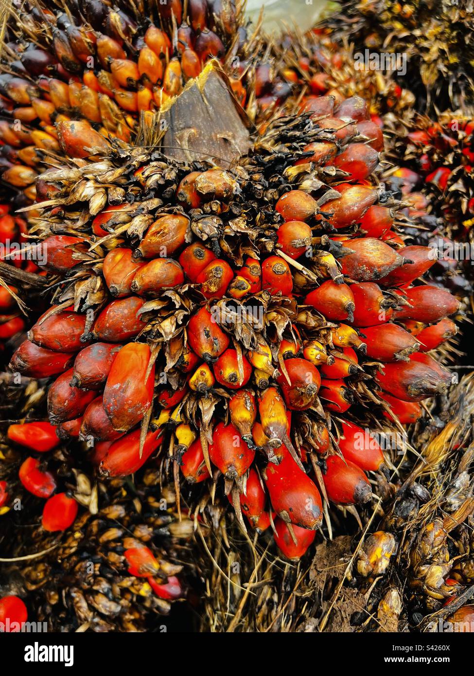 Fresco mazzo di palma kernel. Foto Stock