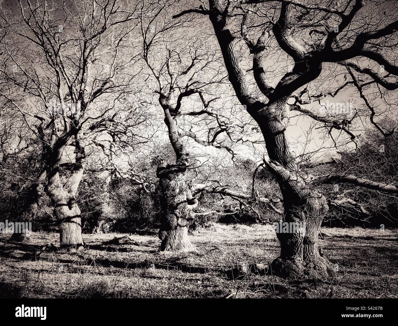Antichi querce inglesi Foto Stock