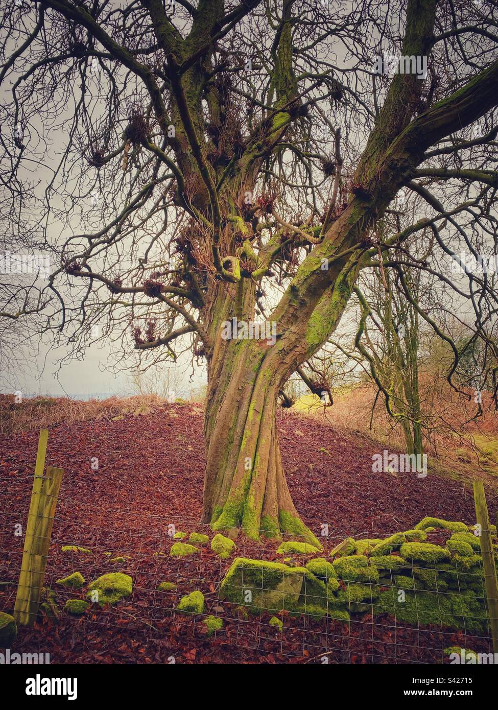 Una fotografia di un vecchio albero attorcigliato in un paesaggio rurale nebbioso Foto Stock