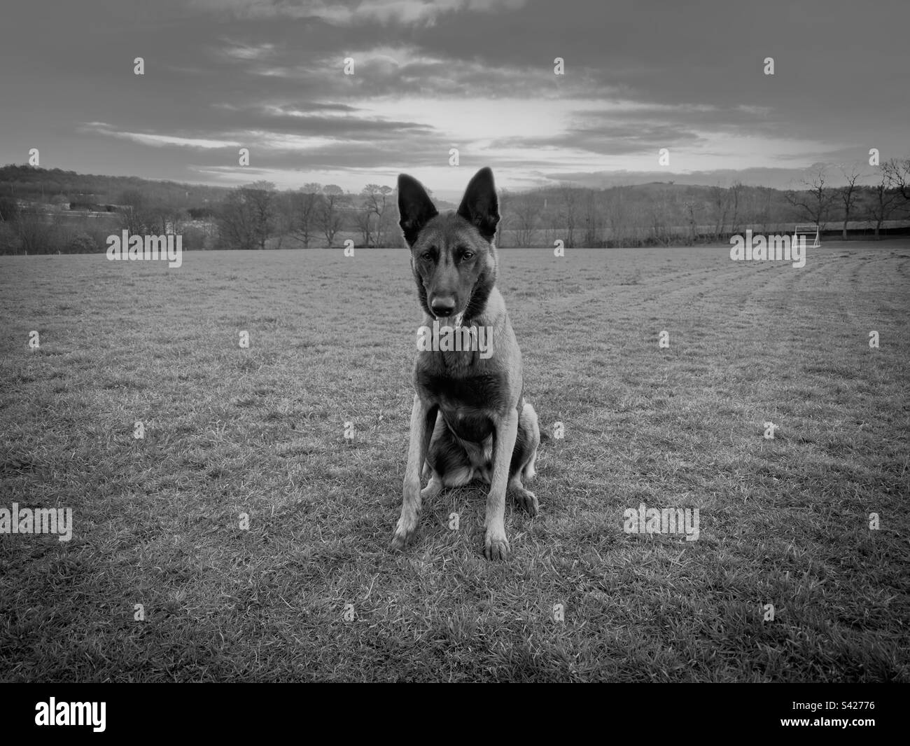 Bella il belga - Immagine stock catturata con smartphone