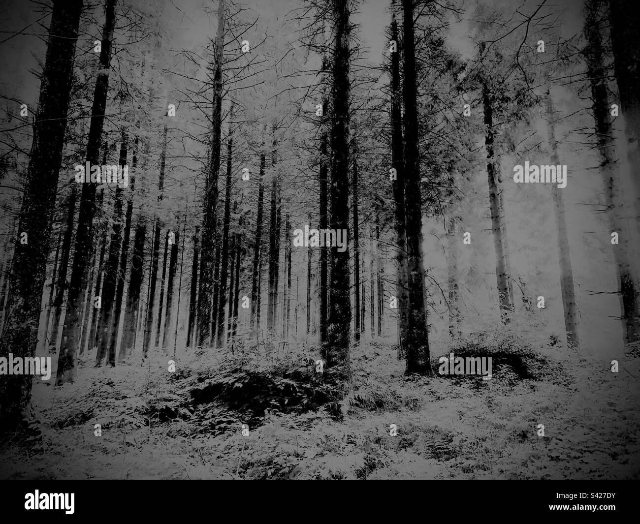 Bianco e nero woodland Foto Stock
