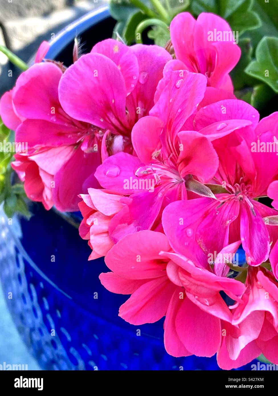 Fiori di geranio rosa caldo piantato un in vaso blu - Immagine stock catturata con smartphone