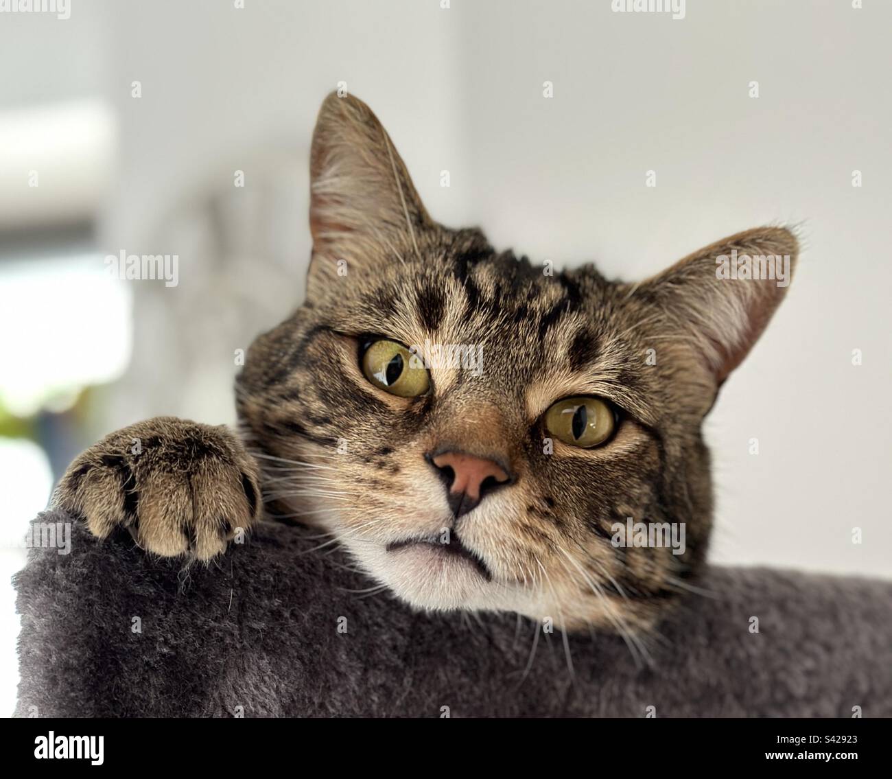 Accattivante (Tabby Cat) Foto Stock