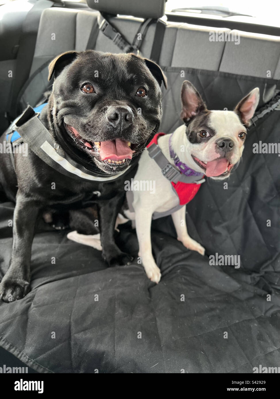 Staffordshire Bull Terrier cane e un Boston Terrier sul sedile posteriore di un'auto entrambi indossando un'imbracatura, allacciati in sicurezza. Sul sedile è presente una copertura. - Immagine stock catturata con smartphone