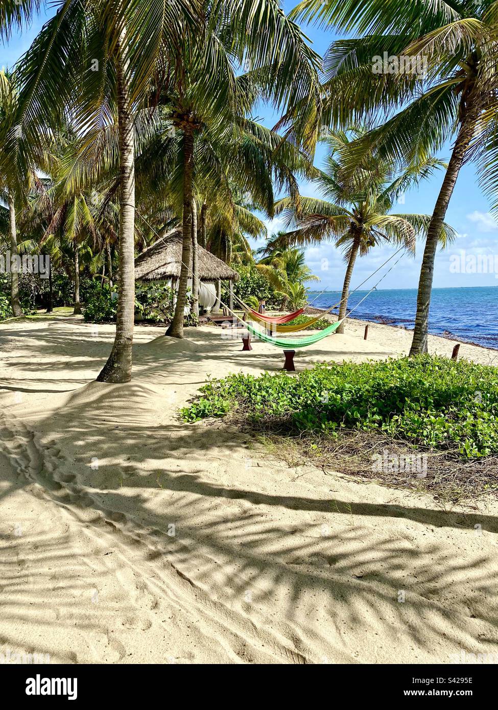 Invitante, spiaggia vuota in Belize al mattino Foto Stock