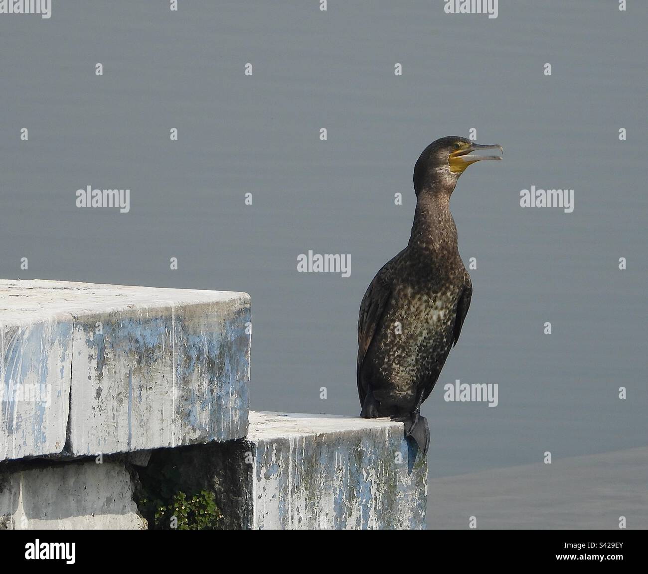 Cormorano sui gradini di Asan Barrage - Immagine stock catturata con smartphone