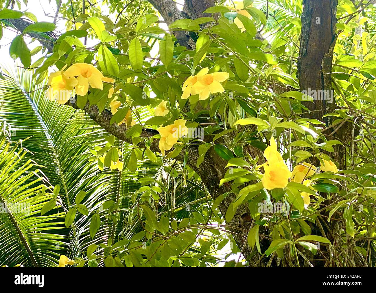 Un albero coperto di pianta gialla Allananda Foto Stock