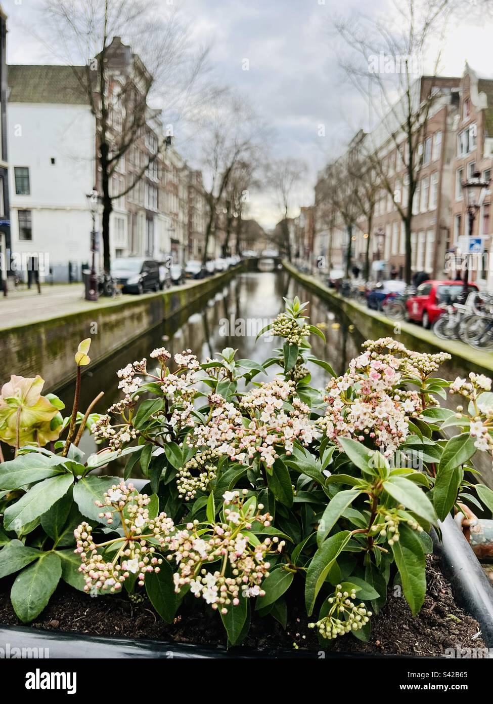 Fiori graziosi in prima linea di Oudezijds Achterburgwal, una strada e un canale a De Wallen, Amsterdam. Foto Stock