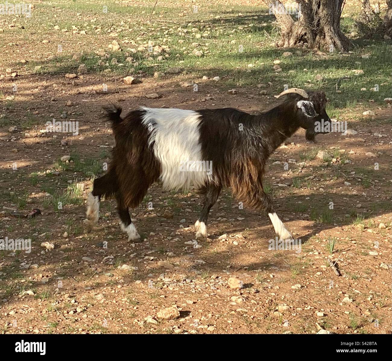 Capre in alberi. Marocco. - Immagine stock catturata con smartphone