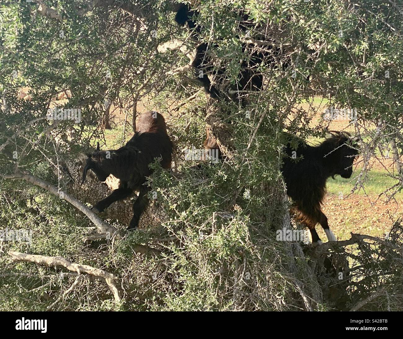 Capre in alberi. Marocco. Foto Stock