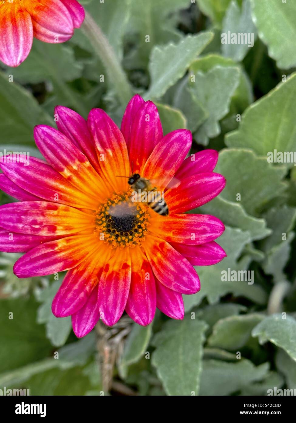 Un'ape di miele (Apis) si avvicina a una coloratissima margherita africana (Arctotis) per raccogliere polline a Huntington Central Park a Huntington Beach, California. Foto Stock
