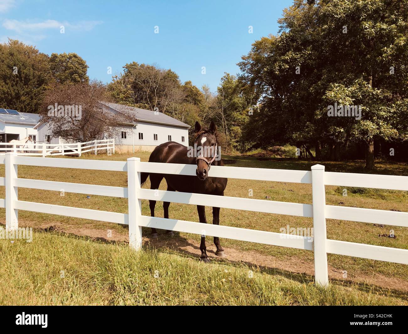 Cavallo solitario in una fattoria di Apple Creek, Ohio. Foto Stock