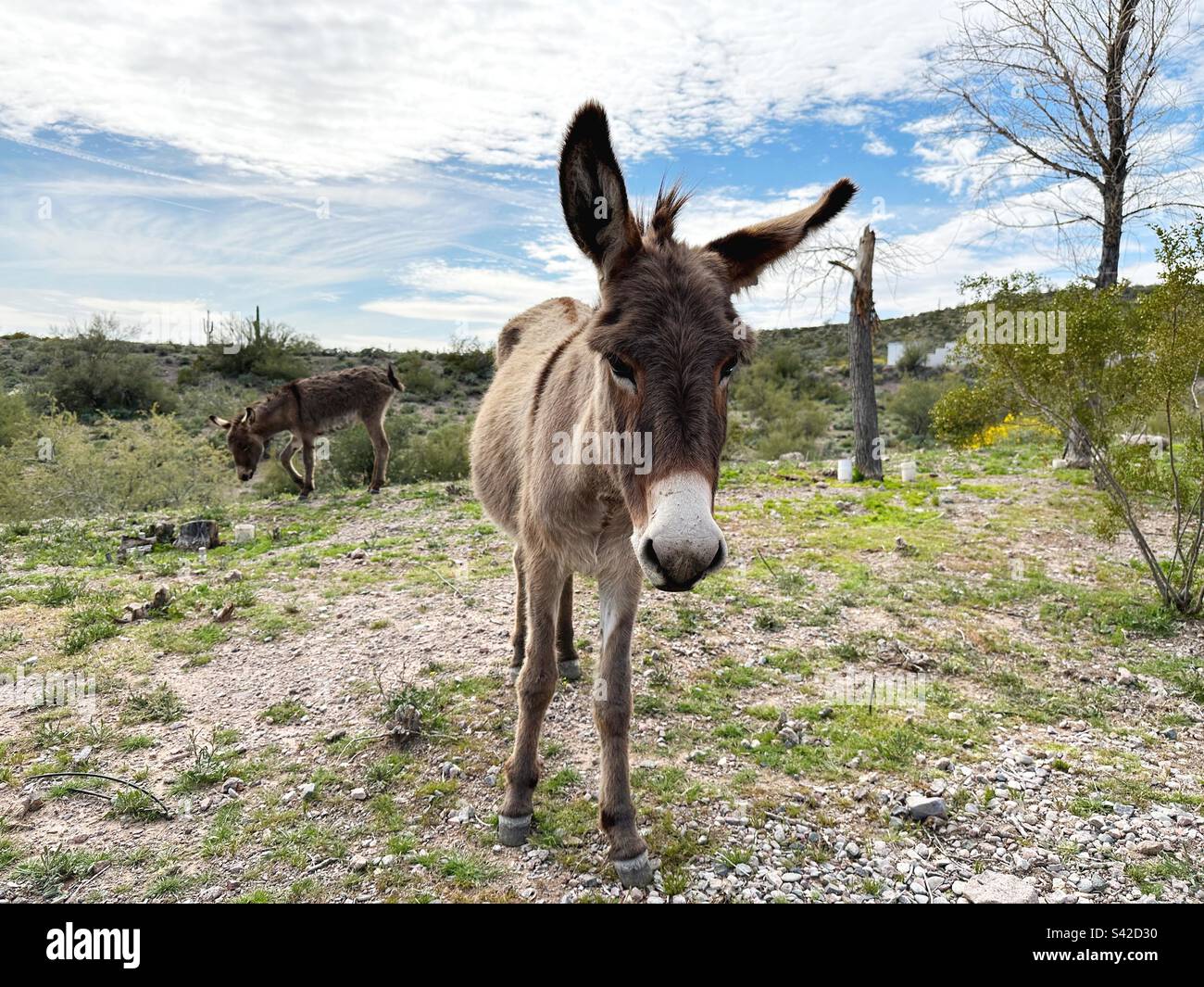 Asini selvatici vicino al lago Pleasant a Peoria, Arizona. Foto Stock