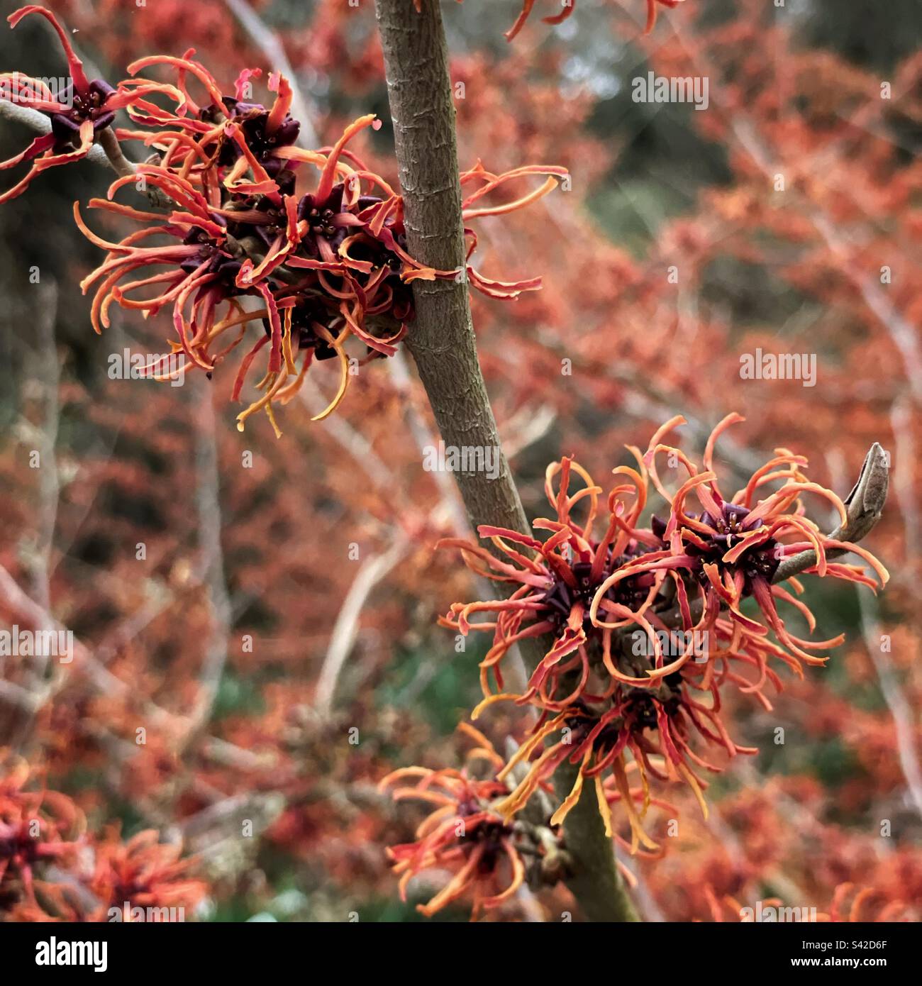 Strega nocciolo in fiore - Immagine stock catturata con smartphone