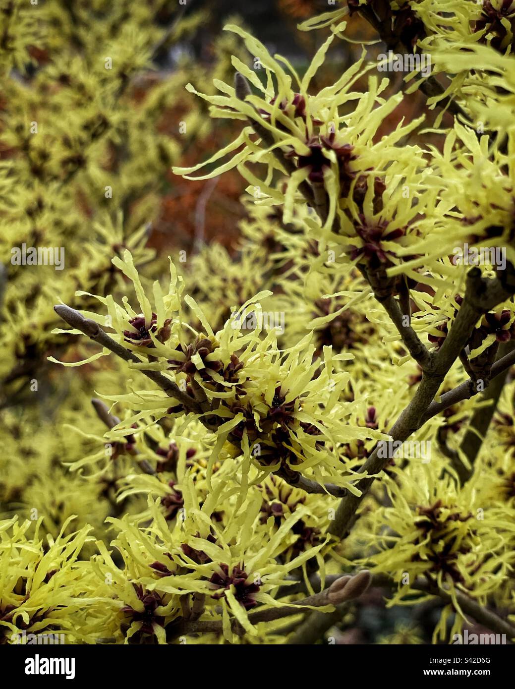 Amamelide - Immagine stock catturata con smartphone