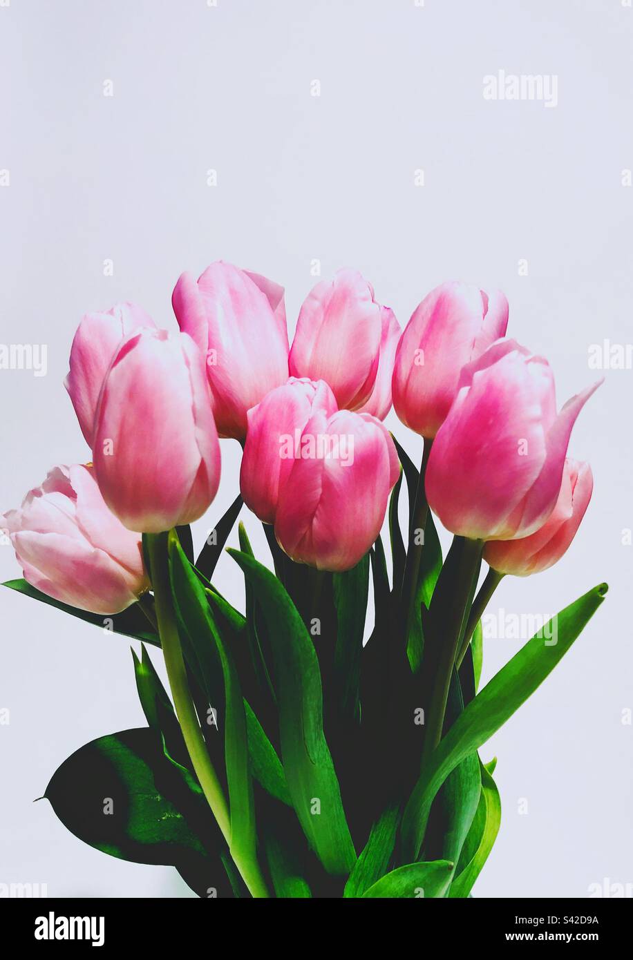 Rosa fiori di tulipani in fiore Foto Stock