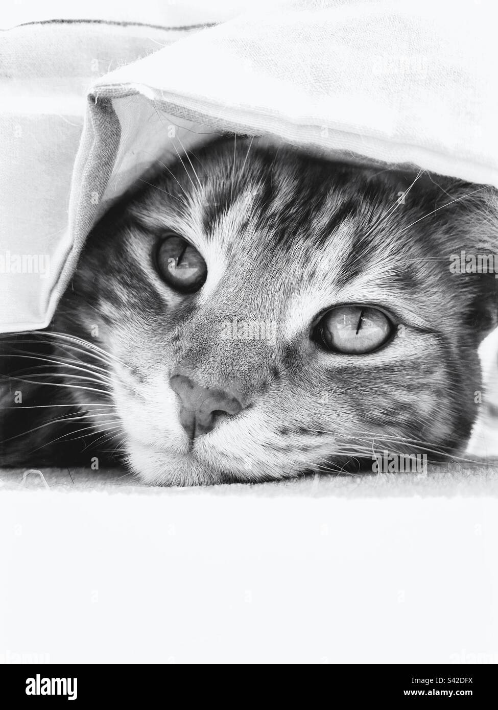 Gatto Tabby nascosto sotto una copertina Foto Stock