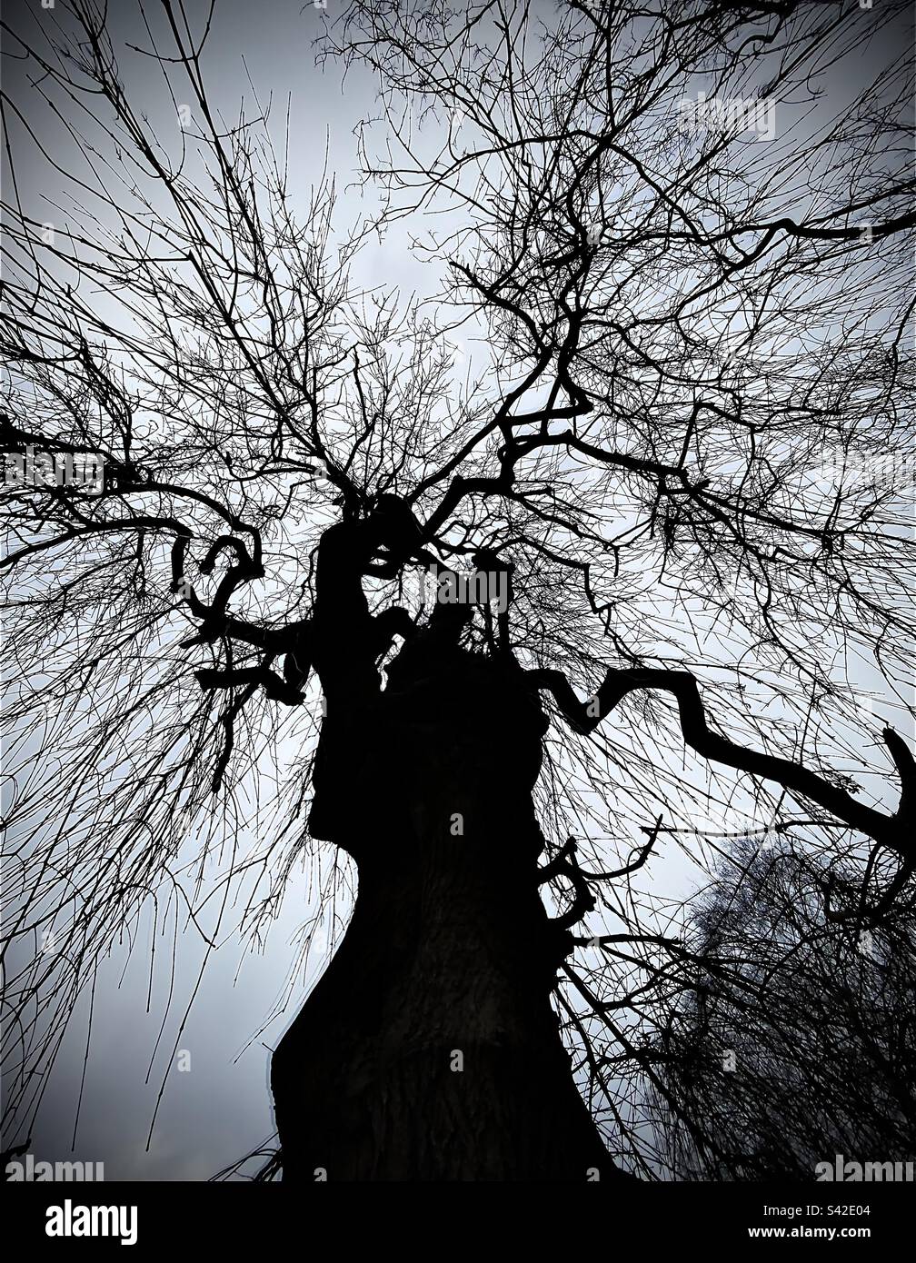 Raro albero di cenere piangente. Nome latino Fraxinus excelsior 'Pendula in un giardino Glastonbury a Somerset, Inghilterra Foto Stock