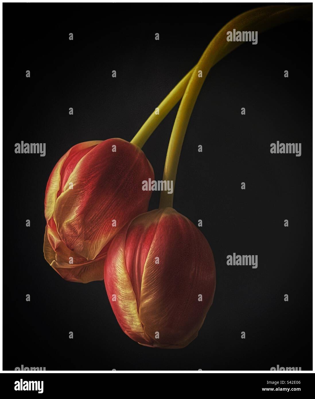 I tulipani - Immagine stock catturata con smartphone