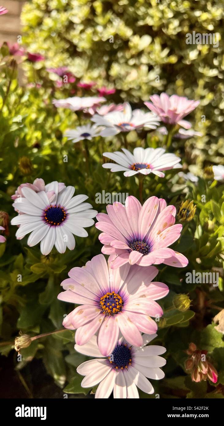 Tempo di primavera Foto Stock