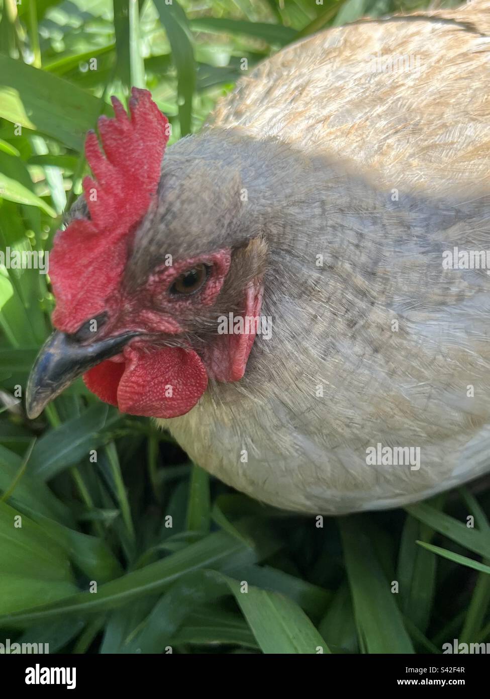 Pollo di orpington alla lavanda Foto Stock