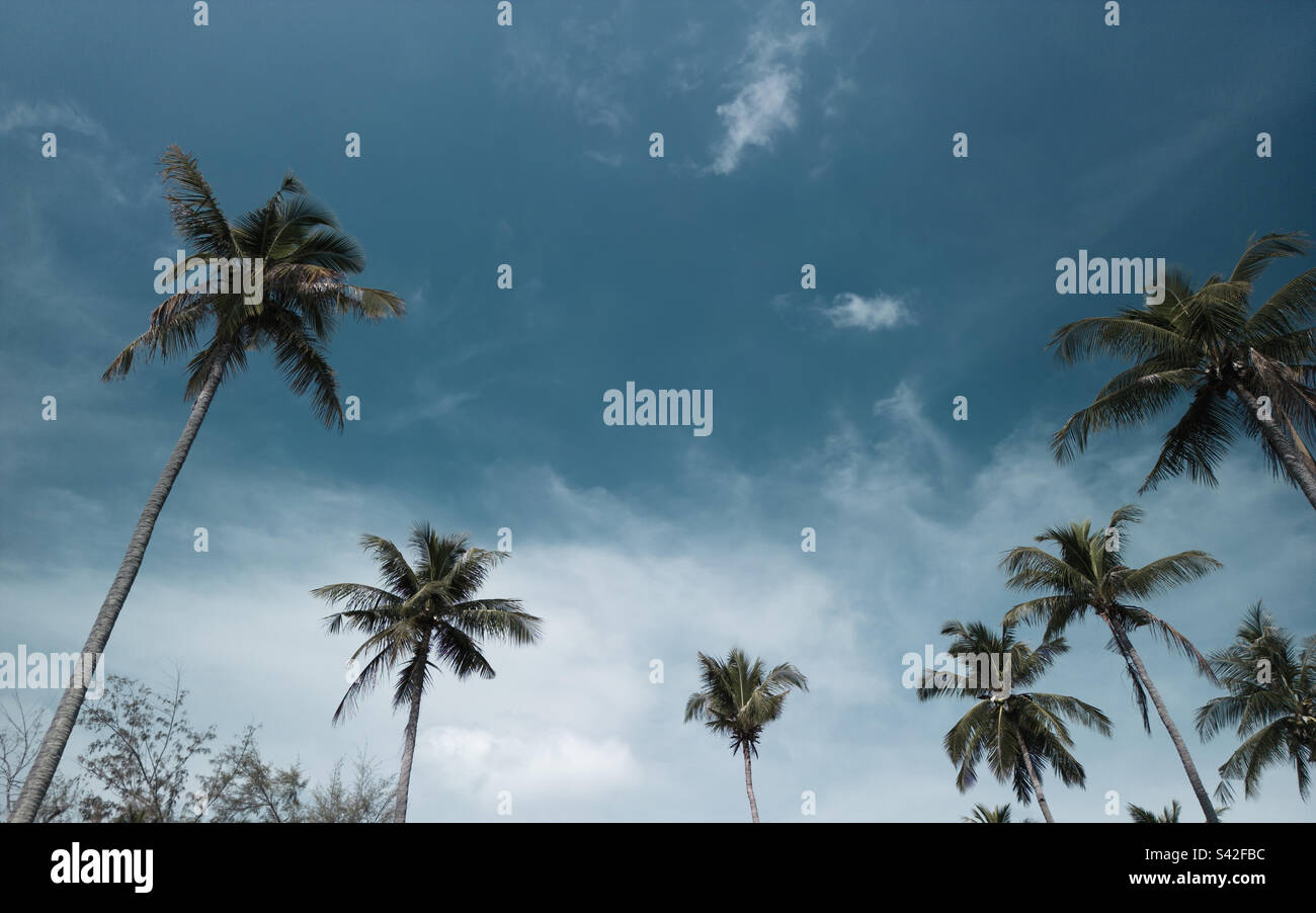Alberi di palma sparati dal basso con cielo nuvoloso sullo sfondo Foto Stock