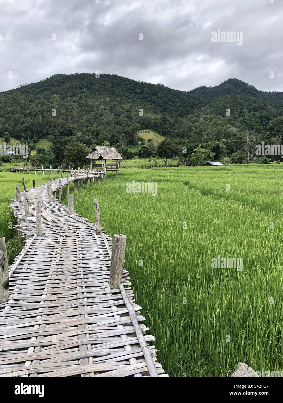 Passaggio pedonale riso campo Pai, Thailandia Foto Stock