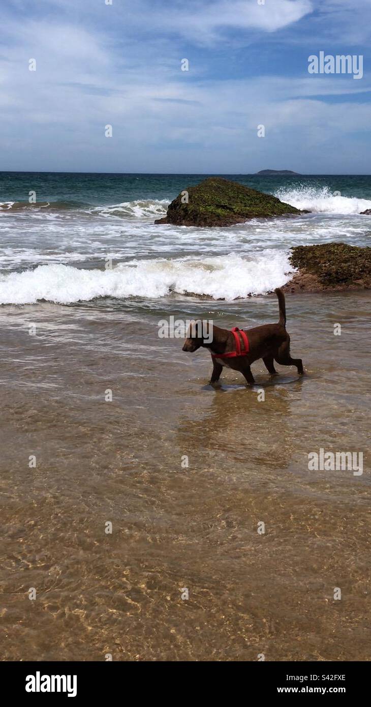 Cane in acqua in spiaggia. - Immagine stock catturata con smartphone
