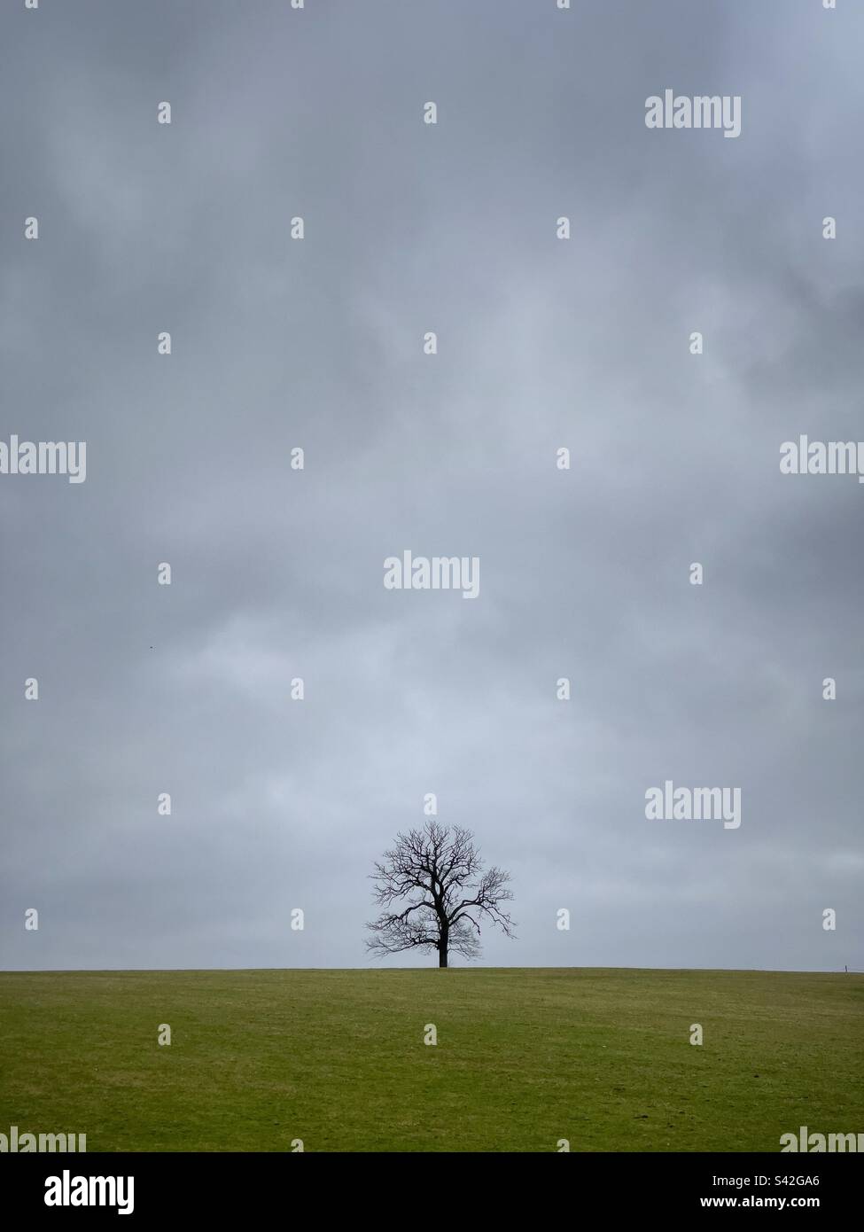 Albero solitario, Penhow. Galles. Foto Stock