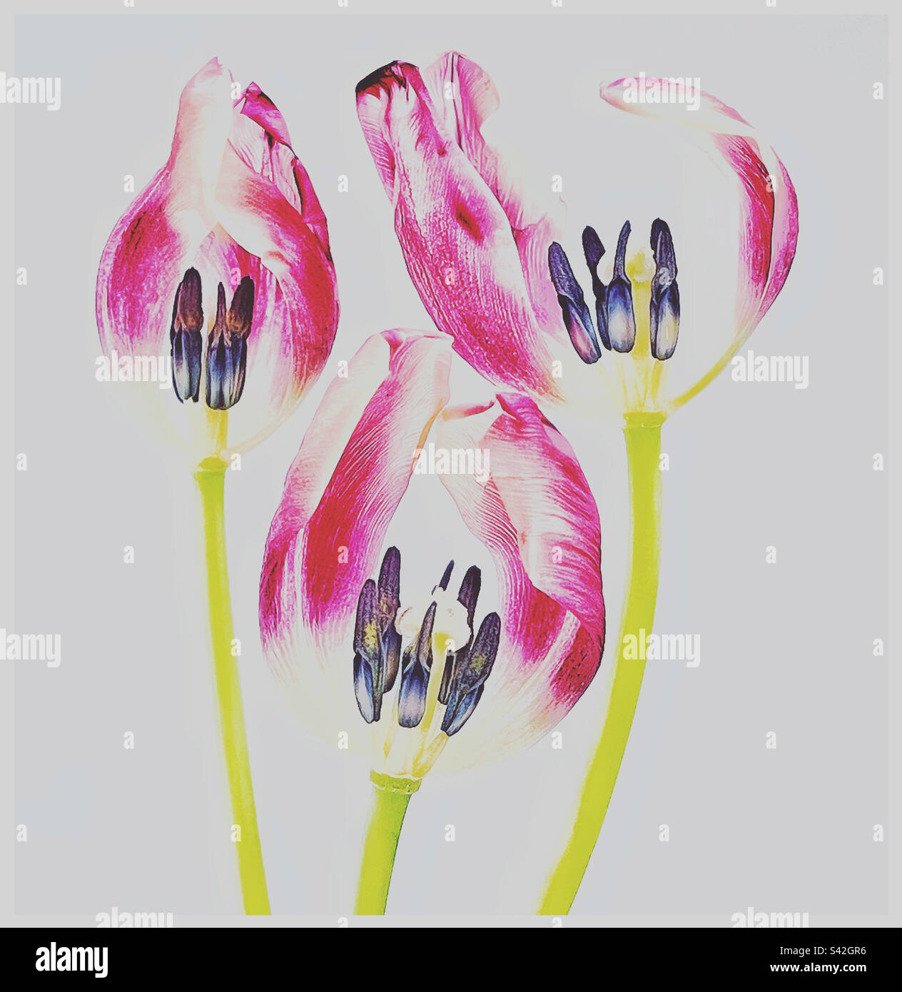 Tre fiori sbiaditi. Foto Stock